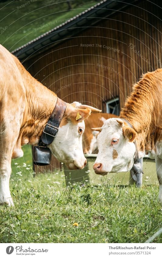 Cows on pasture Switzerland Farm animal Animal Exterior shot Colour photo Nature Meadow Pelt Brown Green Farm animals cows Tails horns eyes three Willow tree