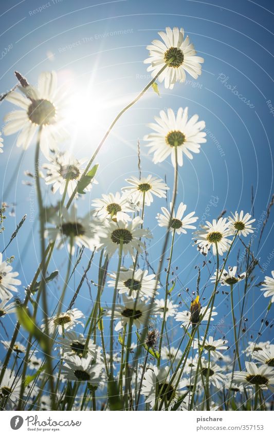 little flowers Nature Plant Sky Sun Summer Beautiful weather Flower Meadow Blue Marguerite Colour photo Exterior shot Close-up Macro (Extreme close-up) Day