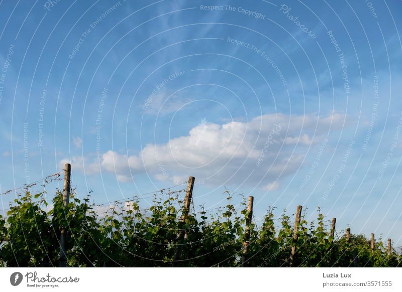 Vineyards under a blue sky and spring clouds vines Blue Sky Clouds White obliquely green Nature Landscape Plant Deserted Growth Exterior shot Colour photo