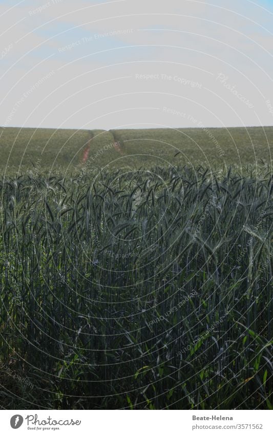 Grain field with tire tracks in front of a cloudy sky: the somewhat different dirt road Wheat Field Agriculture Ear of corn Summer grain Wheatfield Growth