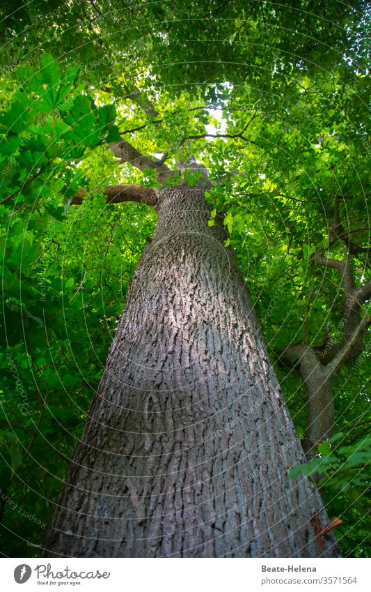 shade provider Tree Redwood Tall Forest Nature Landscape Exterior shot Green shade dispenser Wilderness pretty naturally Sky Summer nature conservation Wood