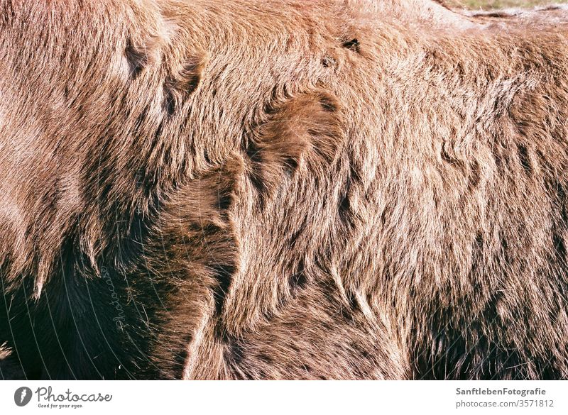 Horse fell furry Animal Colour photo Brown Animal portrait Mane