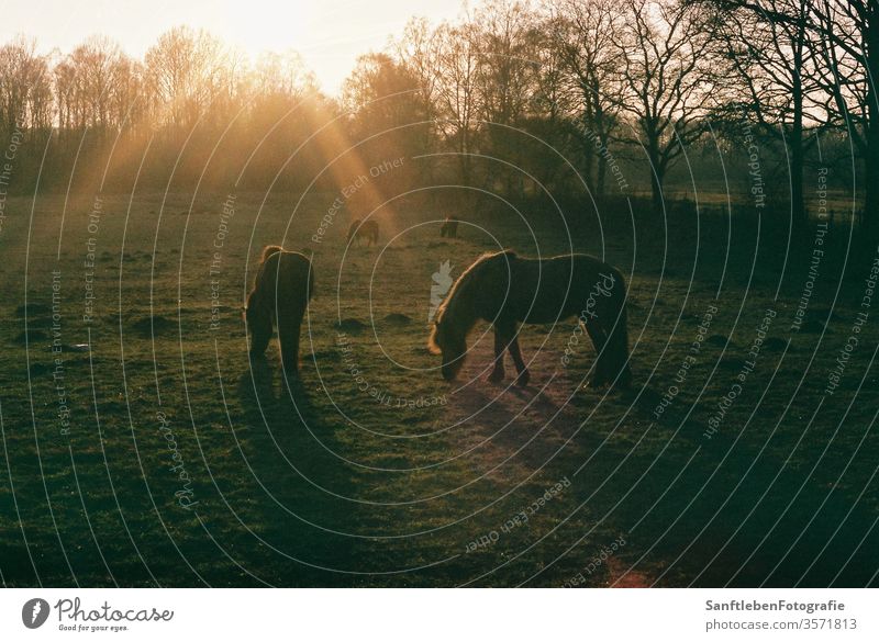 Horses while sunset Landscape Colour photo Nature Exterior shot Animal Animal portrait Farm animal Field Wilderness Dawn Sunlight Meadow Beautiful weather