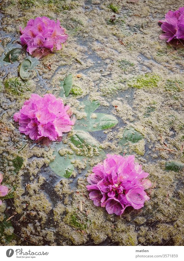 Rhododendron blossoms in the algae lake bleed spring Pink Close-up green Blossoming Rhododendrom Lake be afloat