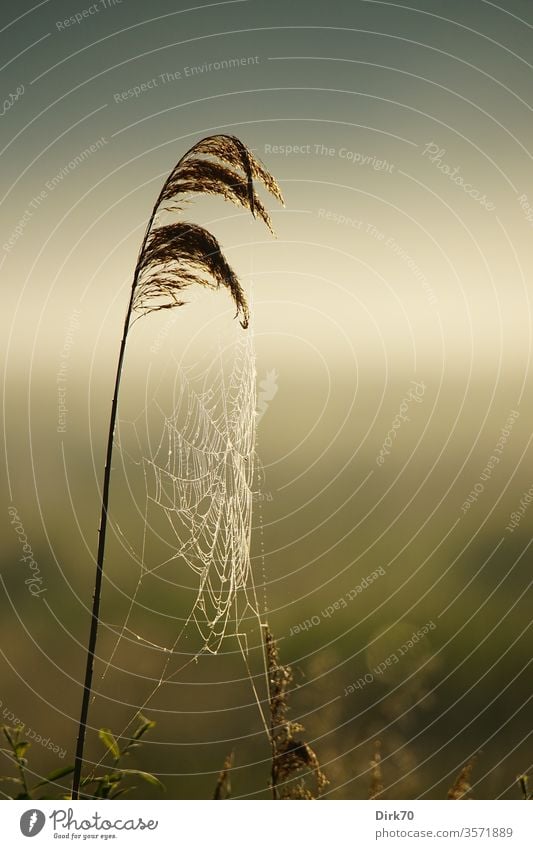 Reed stalk with dewy spider web Net Spider's web Dew Damp Wet Wetlands Delicate reed Common Reed reed stalk Grass Meadow Willow tree Grassland Marsh Bog Pond