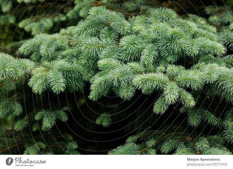 Close-up of a beautiful lush fir tree abstract background backgrounds botanical branch christmas close-up closeup concept cone copyspace decoration design