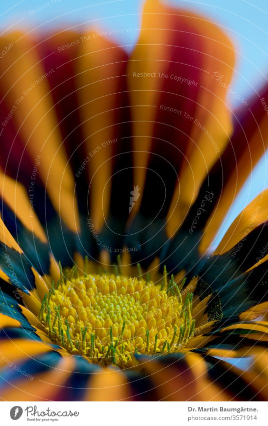 Gazania flowerhead from South Africa rigens cultivar daisy-like composite yellow orange drought-tolerant Asteraceae Compositae groundcover. Inside a flowerhead