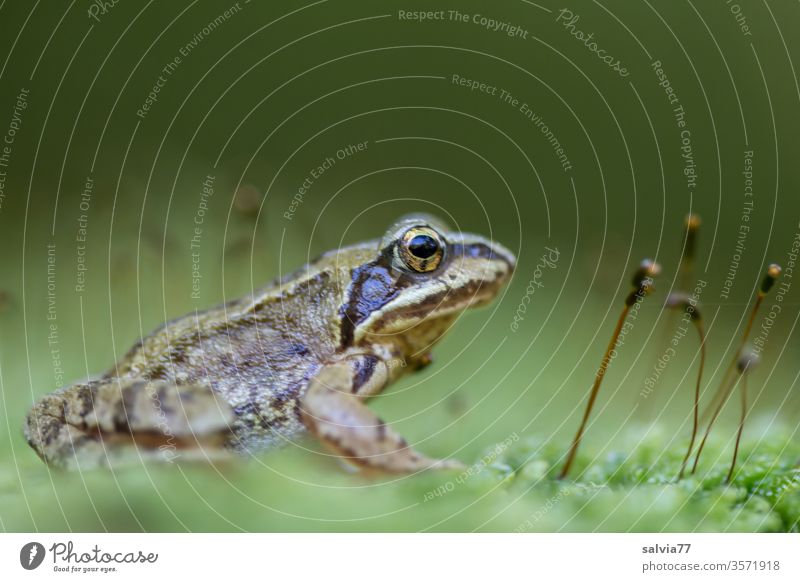 Frog's perspective | taken literally Nature Moss green Macro (Extreme close-up) Frog eyes Animal Worm's-eye view Copy Space top Amphibian 1 Colour photo