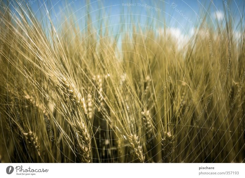 grain Grain Organic produce Diet Agricultural crop Field Yellow Healthy Colour photo Exterior shot Close-up Detail Shallow depth of field