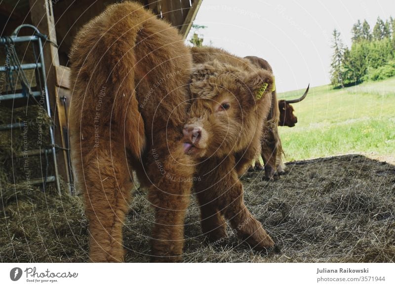 sweet highland beef calf highland cattle Calf chill Animal Exterior shot Farm animal Highland cattle Brown Day Cattle horns Pelt Animal portrait Willow tree