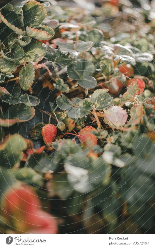 #As# strawberry plants Strawberry Strawberry ice cream Strawberry jam strawberry field Strawberry yoghurt Strawberry blossom Harvest ready for harvesting Mature