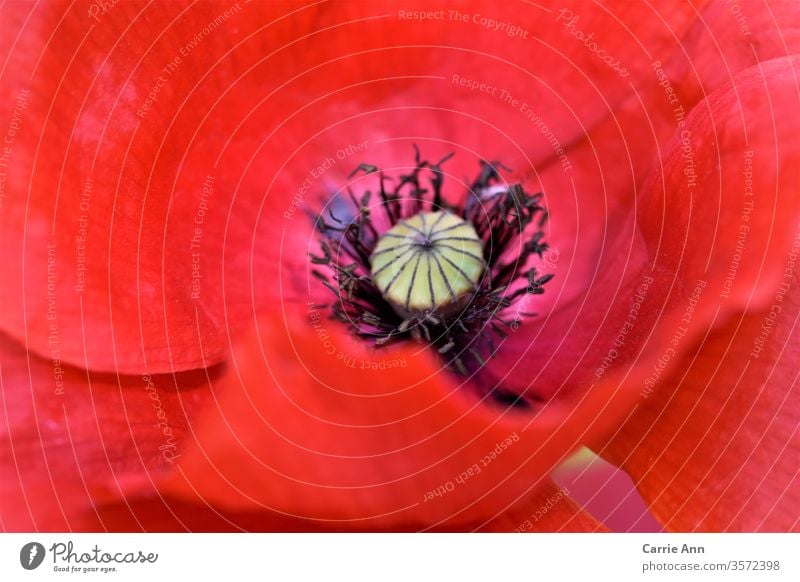 Poppy flower blossom bleed Red bud spring vibrant colour poppy blossom already Summer Nature Plant Colour photo Poppy blossom flowers Blossoming