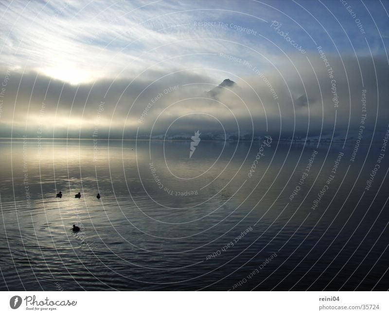 Lake Wolfgangsee Morning Fog Austria St-Wolfgang Salzkammergut Federal State of Upper Austria Winter Dawn Mountain Duck