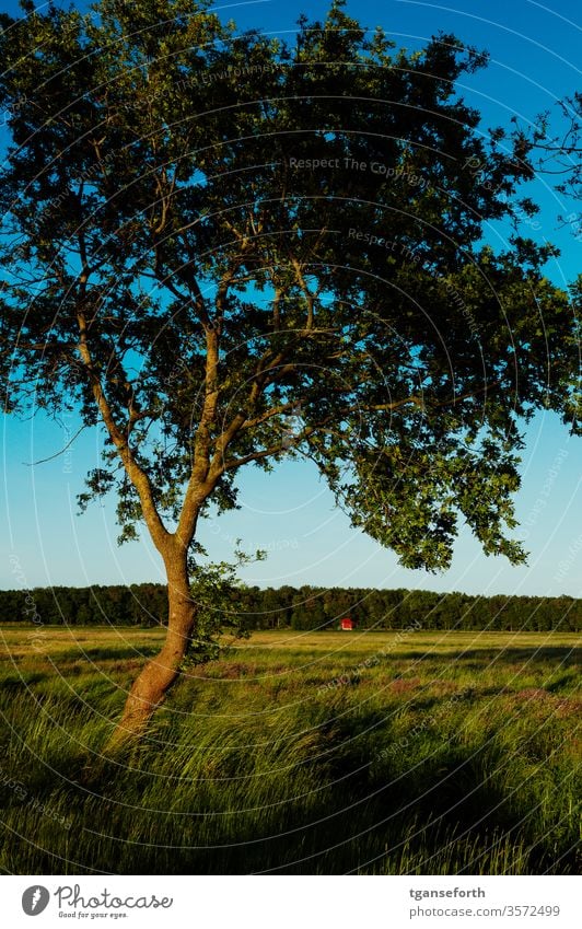 Evening atmosphere in Emsland Oak tree Plant Colour photo Deserted green evening mood Evening sun golden hour Exterior shot Landscape Meadow Sunset Germany