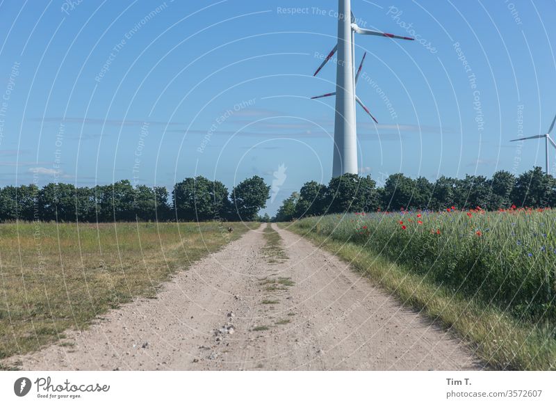 rabbit wind farm Hare & Rabbit & Bunny Field Lanes & trails Exterior shot Animal Day Wild animal Deserted Environment Meadow Landscape Colour photo Nature 1