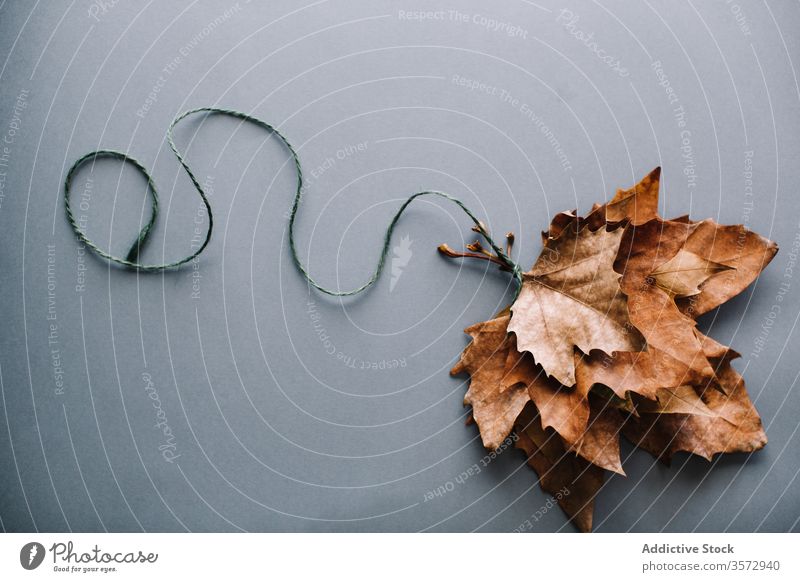 Bunch of dry maple leaves on gray surface leaf bunch composition balloon nature concept layout shape rope season autumn bright natural tied studio design