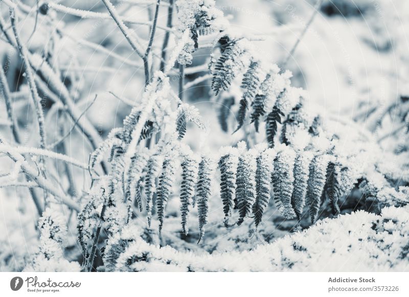 Frozen grass and bushes in winter day leaf frost snow hoarfrost glade rime plant stalk frozen snowy field floral wintry foliage season botanic wild cold organic