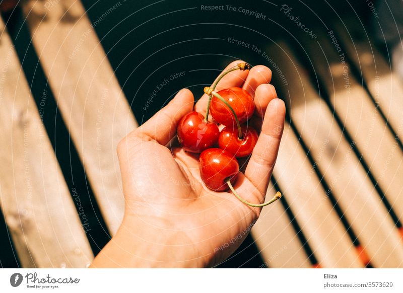 Four cherries in one hand in the sunlight Sunlight by hand stop Delicious Eating fruit Summer Nutrition Red Mature Stone fruit out warm wood Bright Contrast