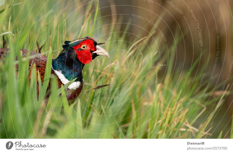 pheasant Observe Trip shallow depth of field landscape photograph Close-up animal intake Blur Relaxation Calm background no persons Experience nature reed