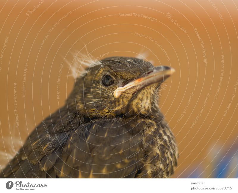 European blackbird chick that has just left the nest animal birdnest birth breeding chicken closeup colorful colourful green habitat home hue life merula nature