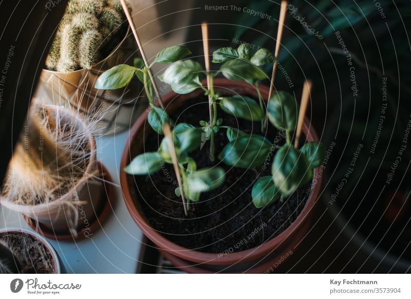 photo of basil growing in a pot near a window green herb plant leaf spice ingredient healthy aromatic food fresh cookery organic natural herbal nourishment