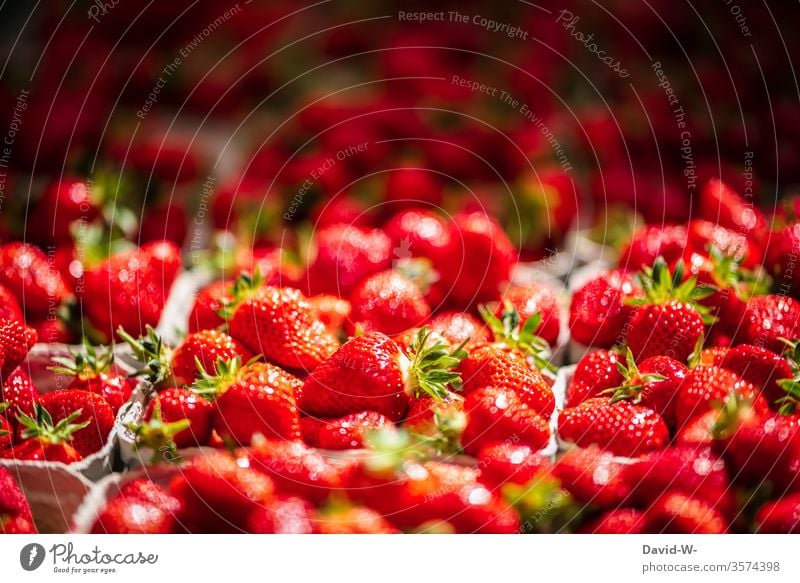 Weekly market - fresh strawberries in bowls Marketplace Farmer's market Vegetable fruit Market stall Sustainability salubriously Organic produce Merchant