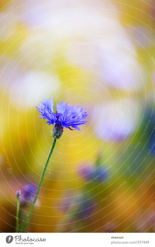 another grain Nature Plant Flower Cornflower Blossoming Natural Colour photo Exterior shot Deserted Copy Space top Contrast