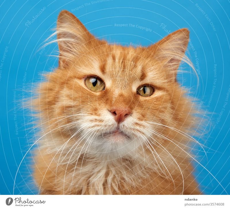 portrait of adult ginger fluffy cat on a blue background canine closeup color curious adorable animal beautiful big breed brown cute domestic eyes face feline