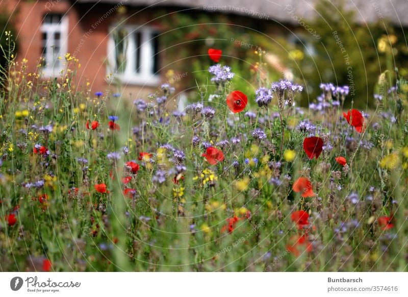 Village green Reet roof Meadow wild flowers Exterior shot Nature Plant spring Summer Garden Blossoming Deserted Grass Colour photo bleed Blur Growth already