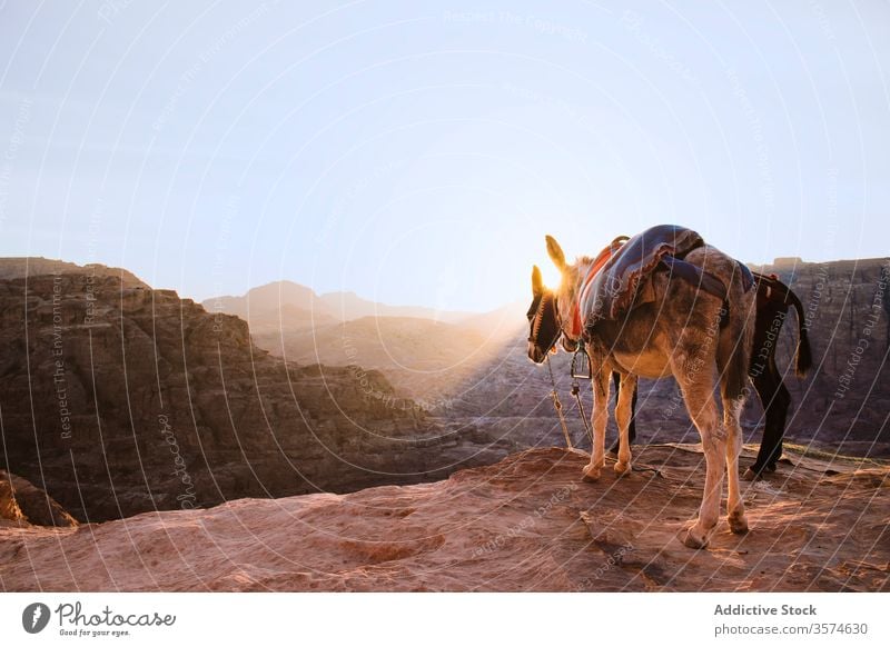 Donkeys with traditional blankets waiting for tourists in mountain location tourism sightseeing edge rocky dry terrain valley excursion donkey petra jordan