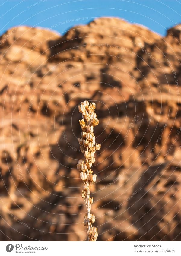 Dried plant growing in mountain valley dried herb rough rocky ground blue sky sunny day petra jordan dead small dry brown clear hot daytime bright sunlight