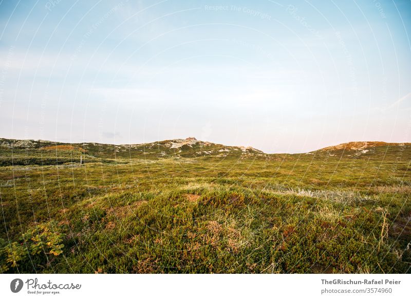 Pasture in Sylt vacation Vacation & Travel Beautiful weather Sky Blue Germany Calm Restorative Exterior shot Clouds Colour photo Willow tree Deserted Grass