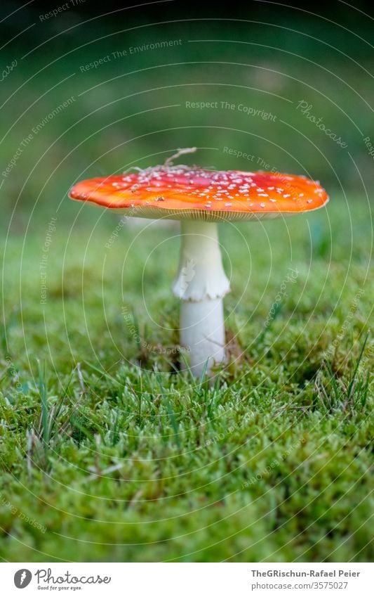 Toadstool on moss Mushroom venomously Nature Red Colour photo Exterior shot Plant Amanita mushroom Moss Growth Deserted Shallow depth of field Close-up Grass