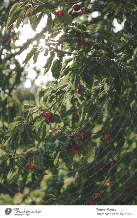 Cherry tree in the sunlight cherries Summer Red Harvest Nature Fresh Fruit Garden Delicious Juicy Exterior shot Organic Mature Colour photo Seasons Green food