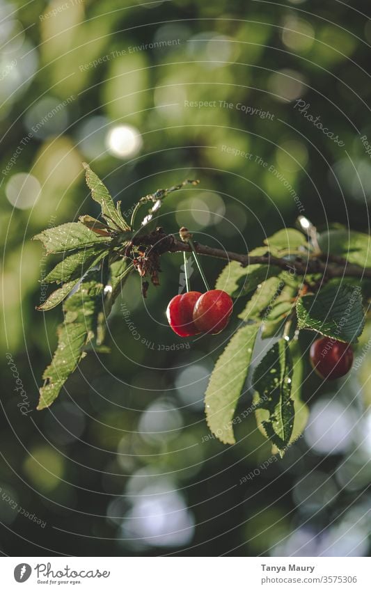 Cherry tree in the sunlight cherries Summer Red Harvest Nature Fresh Fruit Garden Delicious Juicy Exterior shot Organic Mature Colour photo Seasons Green food