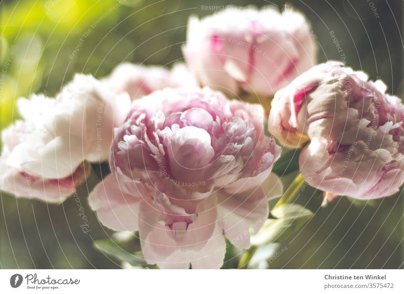 Pink peonies flowers in front of a green blurred background Peony Blossom Blossoming peony blossom green background Shallow depth of field 4 Green romantic