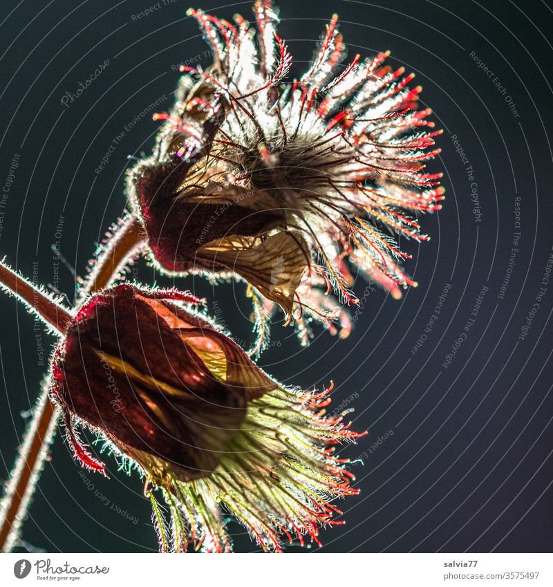 affection | taken literally Nature Plant Bud Macro (Extreme close-up) bleed Blossoming carnation root seed stand Back-light Isolated Image black background