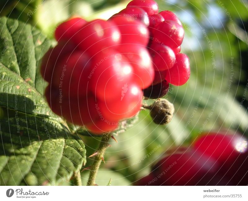 berry Red Macro (Extreme close-up) Berries