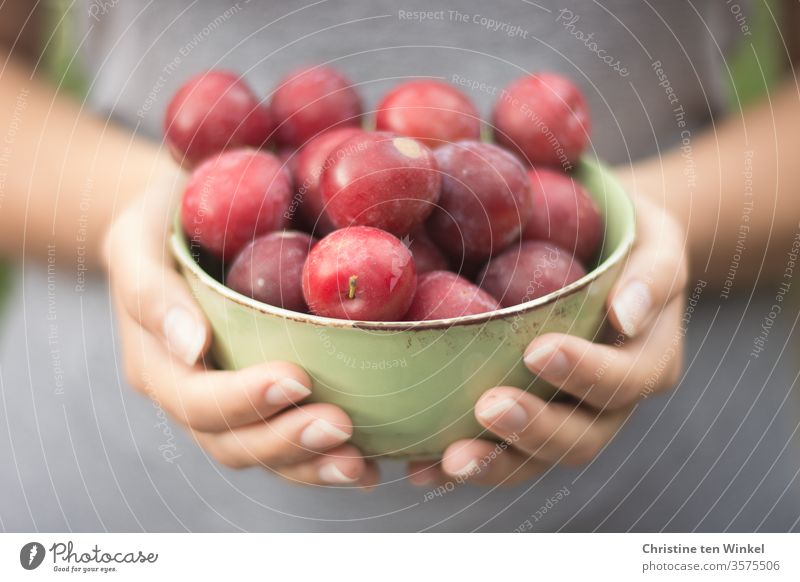 young woman holding a bowl of red fresh plums in front of her Plum Fruit Food Fresh Juicy Nutrition Healthy Eating Vegetarian diet Organic produce Red Diet