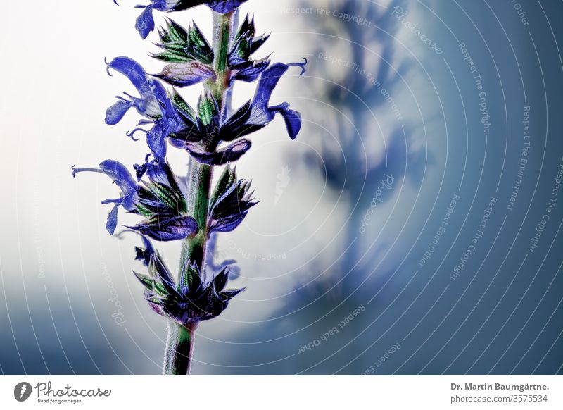 Flowering Salvia nemorosa, the woodland sage, closeup Balkan clary ornamental flower flowering perennial herbaceous plant Central Europe Western Asia. blue