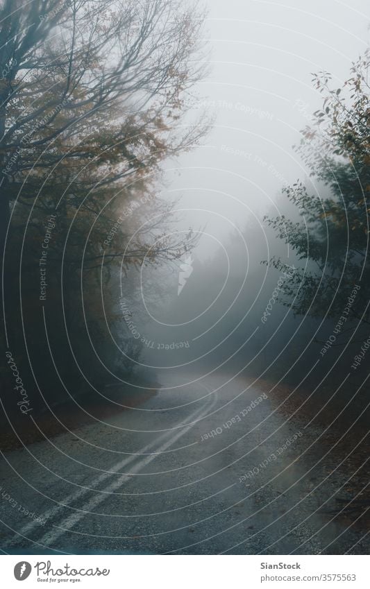 Autumn landscape, foggy road in forest nature street path Greece Evros Rodopi autumn misty light green morning background dark dawn mystery fantasy beautiful