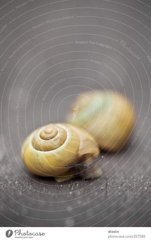 Don't rush me! Animal Snail Feeler Snail shell 2 Serene Nature Slowly Pests Crawl Mollusk Colour photo Exterior shot Close-up Macro (Extreme close-up) Deserted