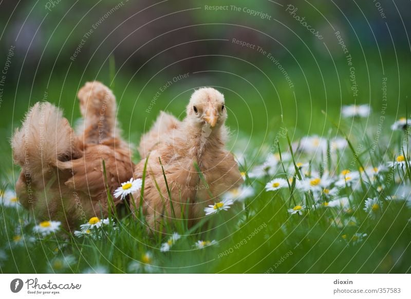 chicks -2- Environment Nature Grass Meadow Animal Pet Farm animal Bird Barn fowl Chick Baby animal Cuddly Small Natural Curiosity Cute Organic produce