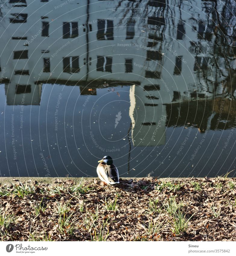 apartment inspection Duck Drake birds Animal Wild animal Water Channel Landwehrkanal Kreuzberg Neukölln House (Residential Structure) apartment building