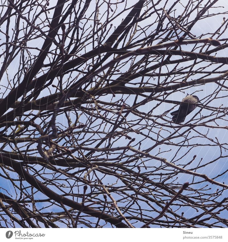 Just chill. spring Sky Overview Worm's-eye view Free Wild animal Animal birds Crow Bird in a tree bare tree Treetop Branchage Twig Twigs and branches