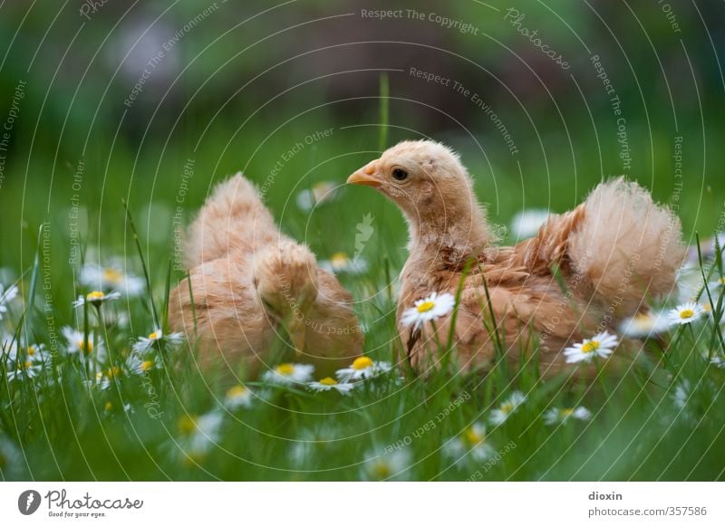 chicks -3- Environment Nature Grass Daisy Meadow Animal Pet Farm animal Bird Gamefowl Chick 2 Baby animal Cuddly Small Natural Curiosity Cute Organic produce