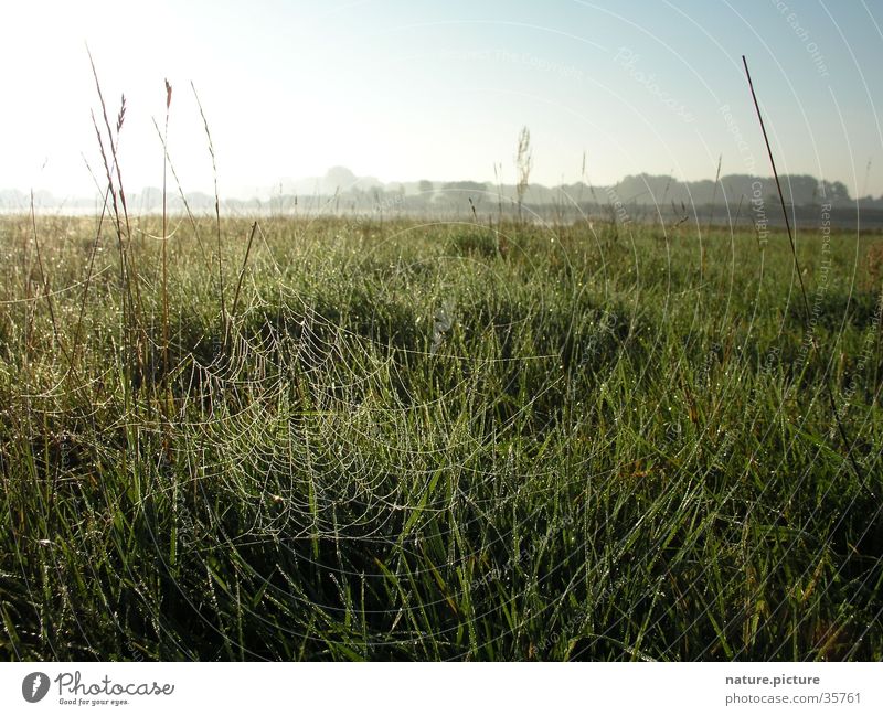 Spider's web with morning dew Dew Drops of water Rich pasture Back-light Meadow Grass Blade of grass Sun Elbe