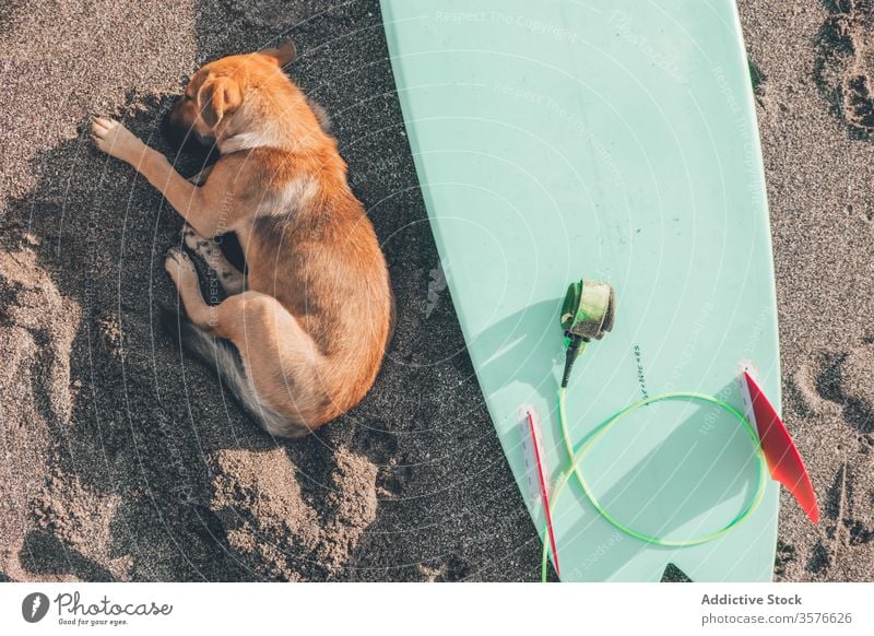 Dog sleeping near surfboard on beach dog sand rest pet summer activity companion shore coast animal relax nature canine calm travel tourism friend tranquil