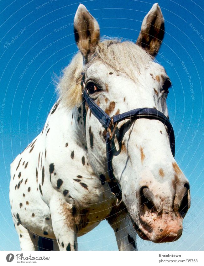 The Little Uncle Horse Frontal Pasture Transport