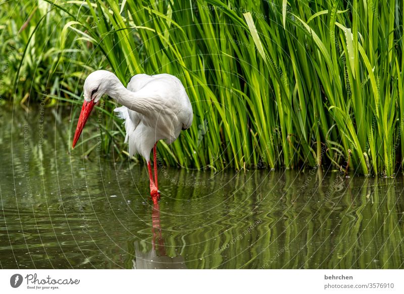 in search of post-coital treats Animal portrait Sunlight Contrast Light Day Deserted Close-up Exterior shot Colour photo Beak White Foraging To feed Feather